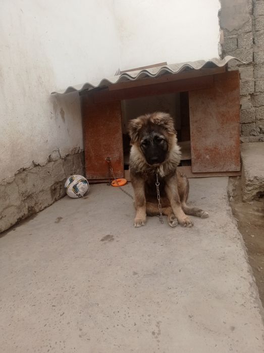 Продаётся девочка кавказская овчарка 6 месяцев