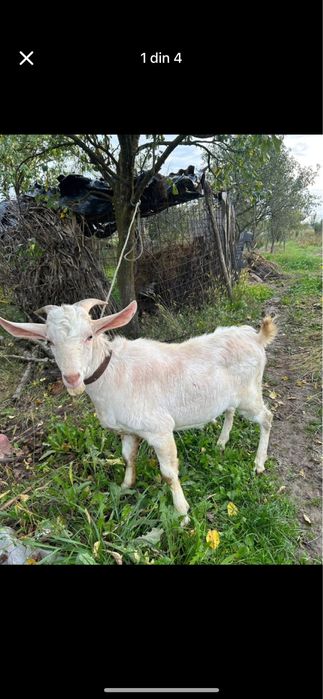 Vand tap din primavara