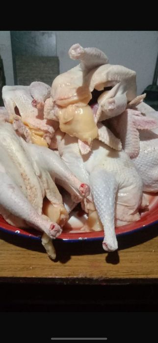 Домашняя куры, утки, гуси