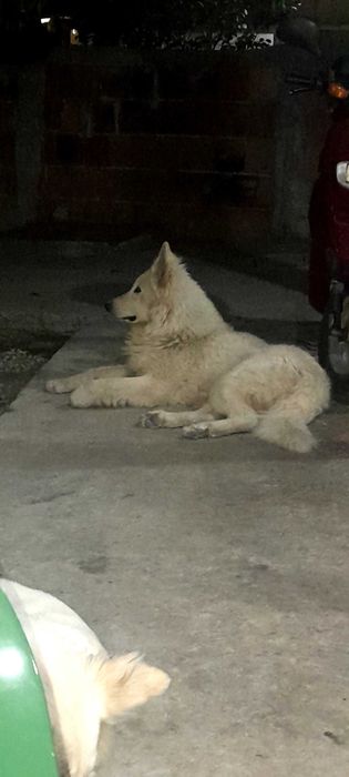 Швейцарска бяла овчарка