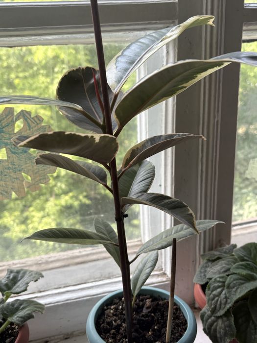 Продам комнатные растения