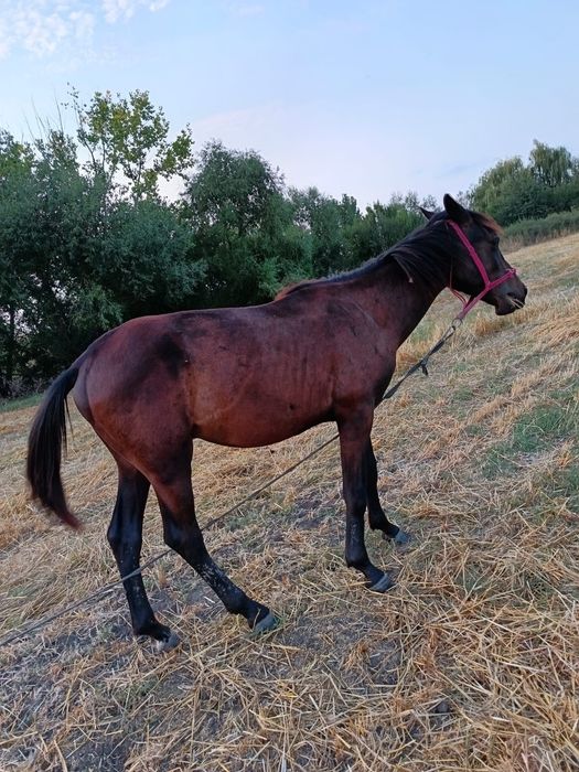 vând caii mai multe detalii la nr de telefon