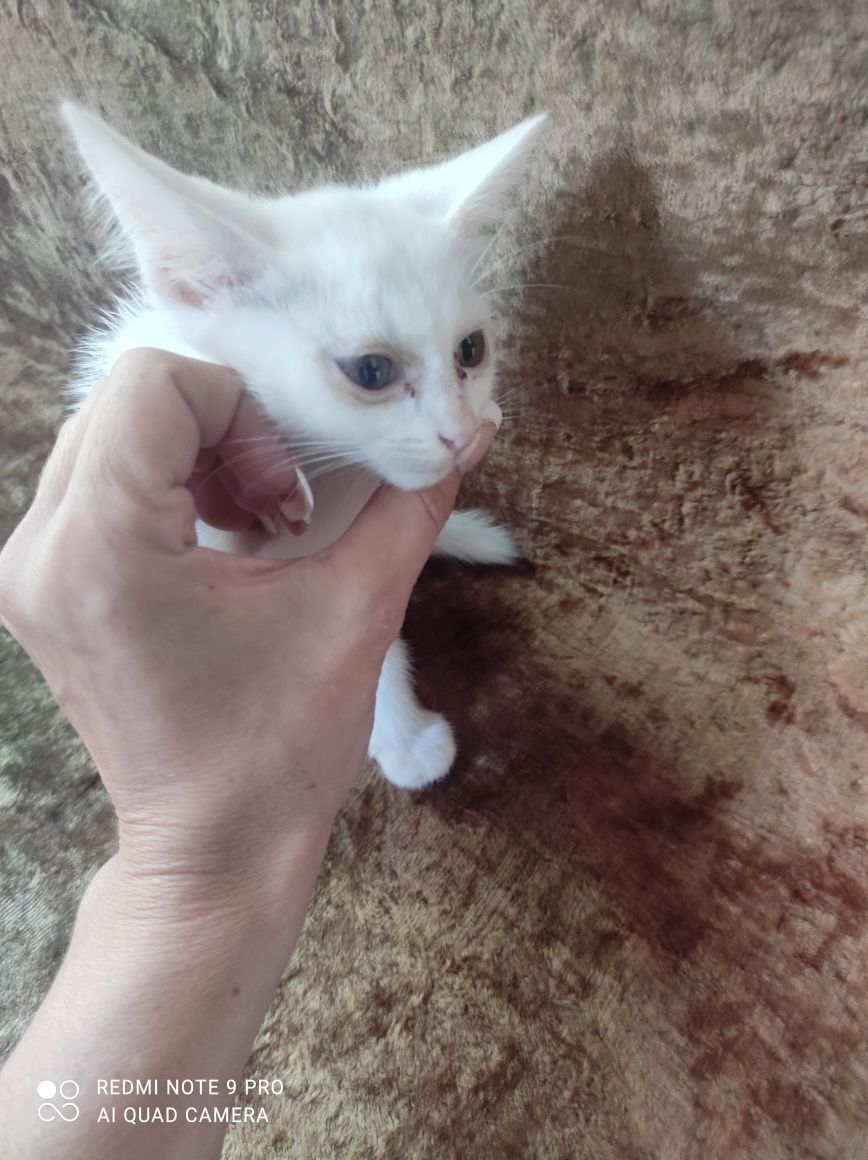 Котята скоттиш-страйт