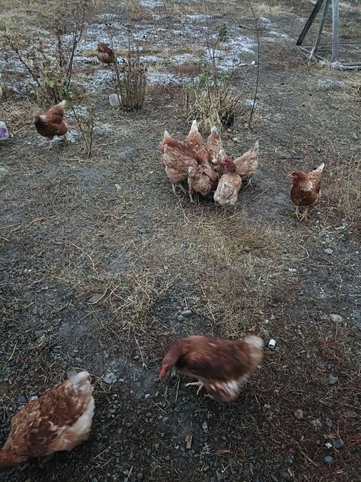 Продам курочек- несушек