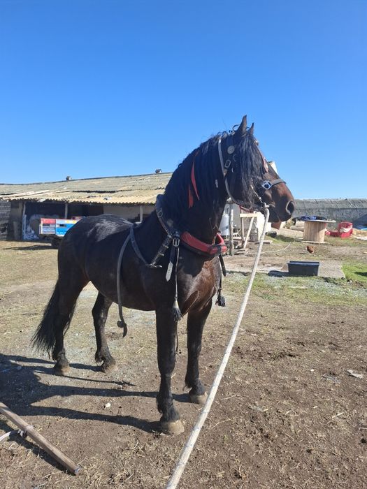 Vând armăsar corcitura frizian