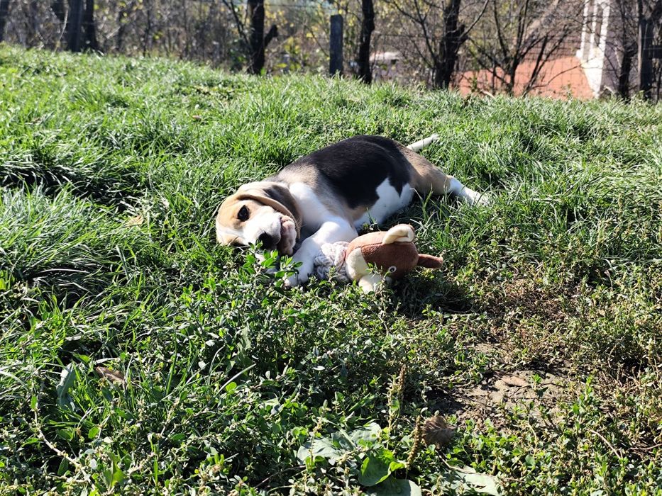 Pui beagle cu pedigree