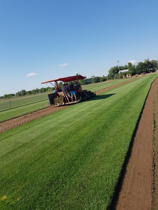 Gazon rulou sport/ tuia Smaragd/ asiguram transport și montaj
