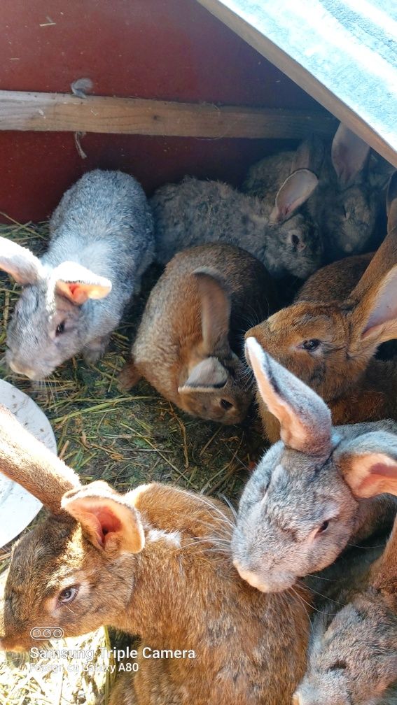 Vând iepurași de 4 luni