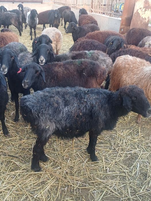 Шаруа койлар сатылады