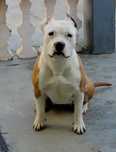 American Staffordshire Terrier ( AMSTAFF)