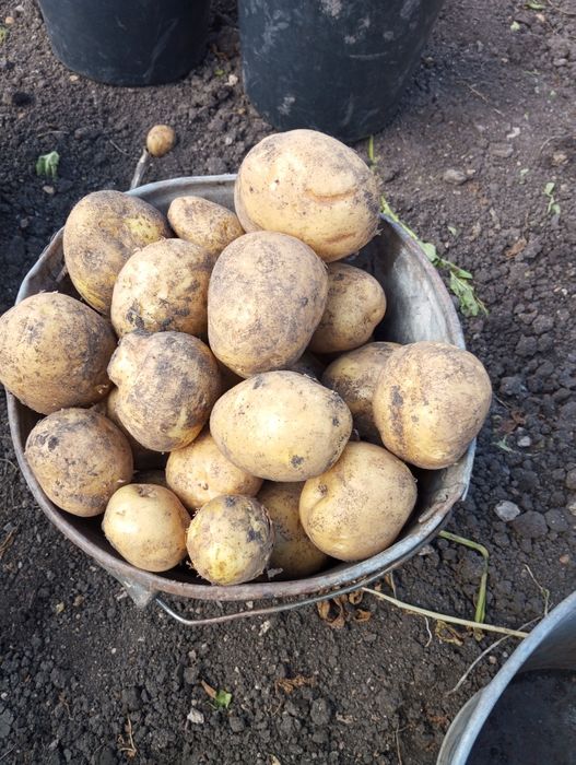 Продам картофель