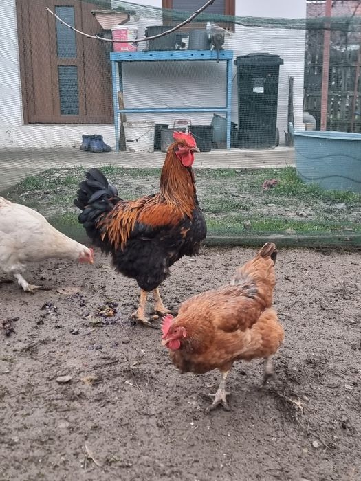 Cocoși tânăr din primăvară