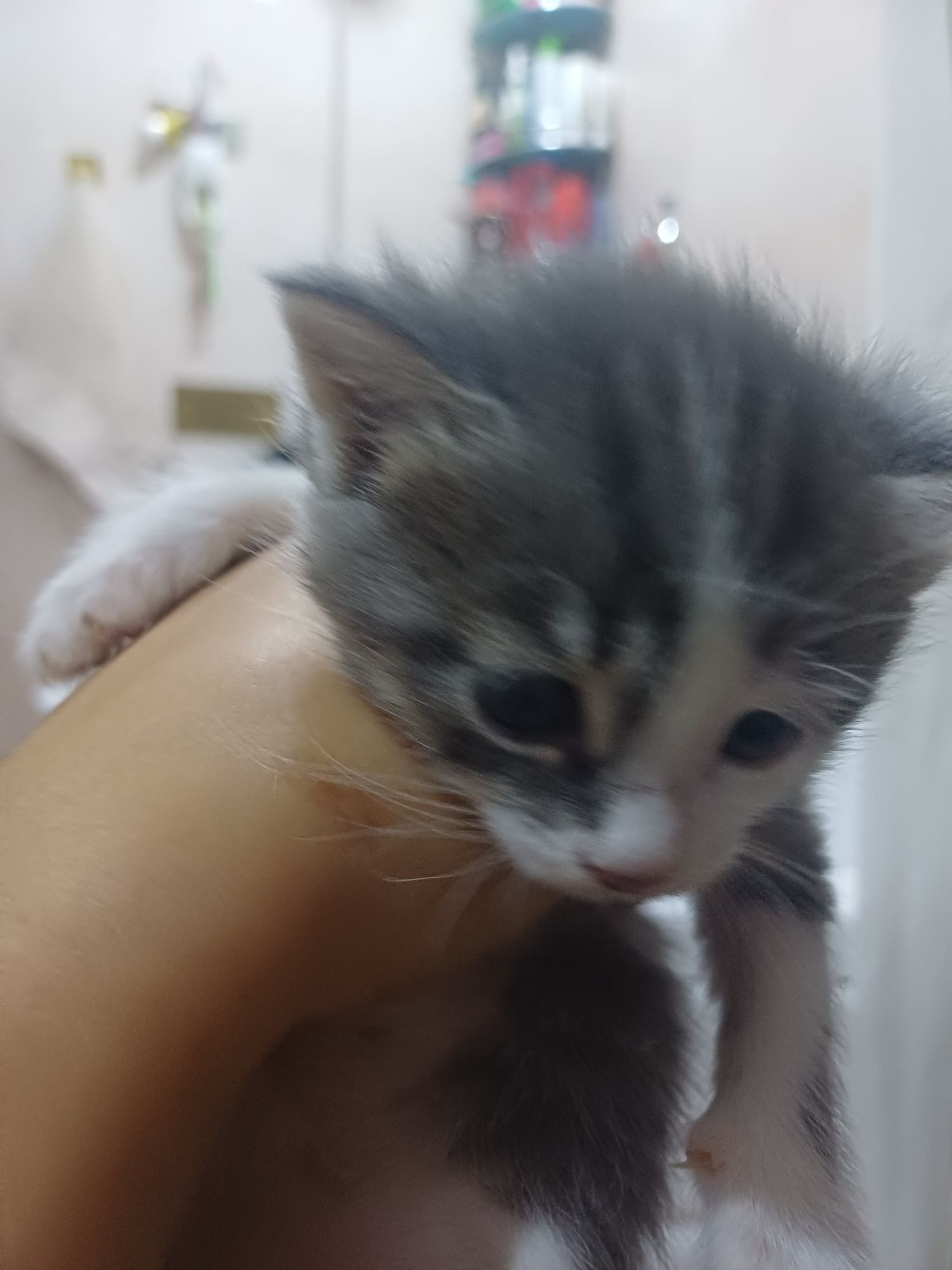 Кошка продаётся ей 1 месяц