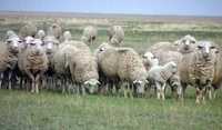 Полутонкие племенные овцы акжаиской породы