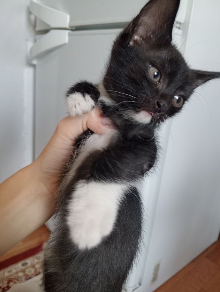 Отдам котят  в хорошие руки, могу привезти.