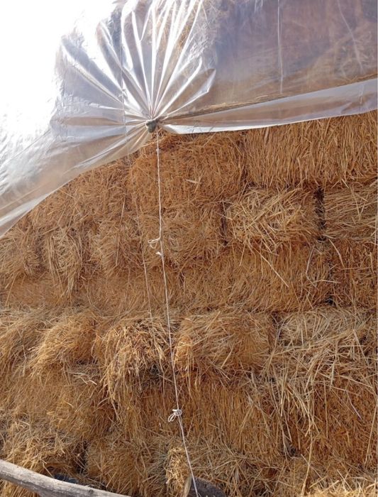 Бугдой сомони сотувда бор