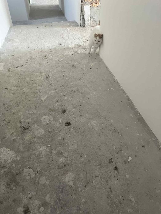 Подарявам котенце