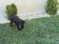 Labrador  8 saptamani