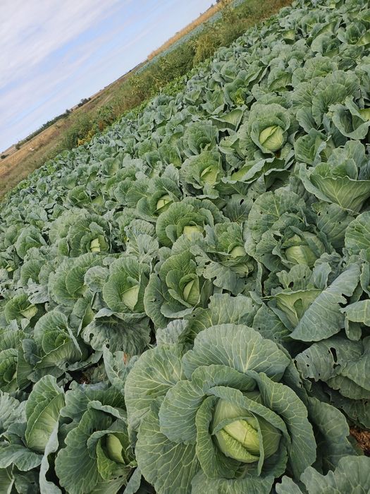 Vand varza de murat !