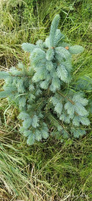 Molid argintiu ,pepiniera molid/brad