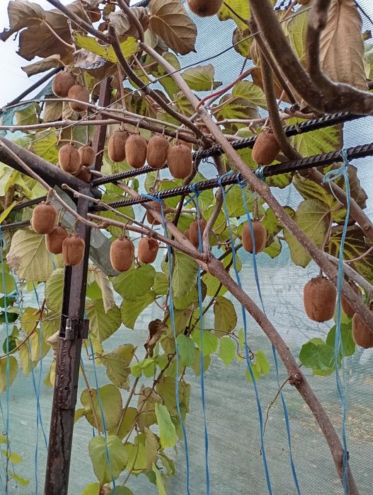 КИВИ Кучатлар 1 - 2 йиллик