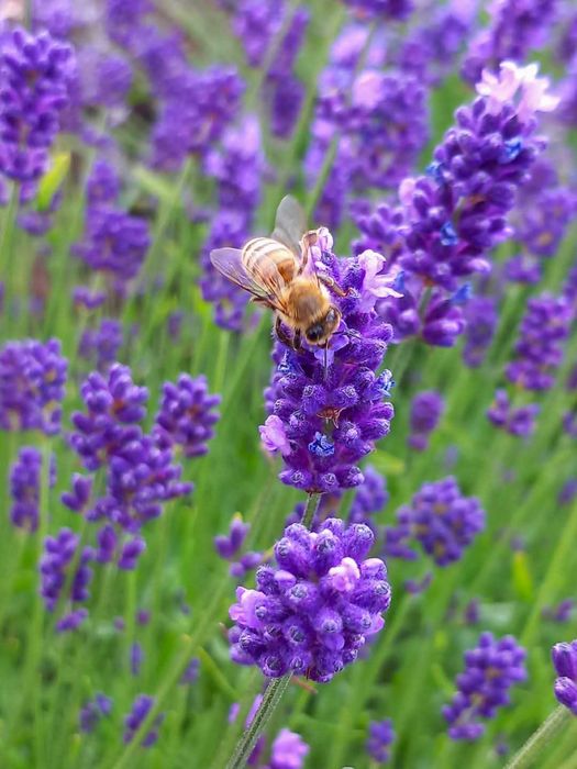Vând butași și tufe de lavandă diferite marimi