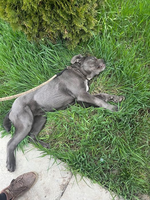 Vand cane corso femela