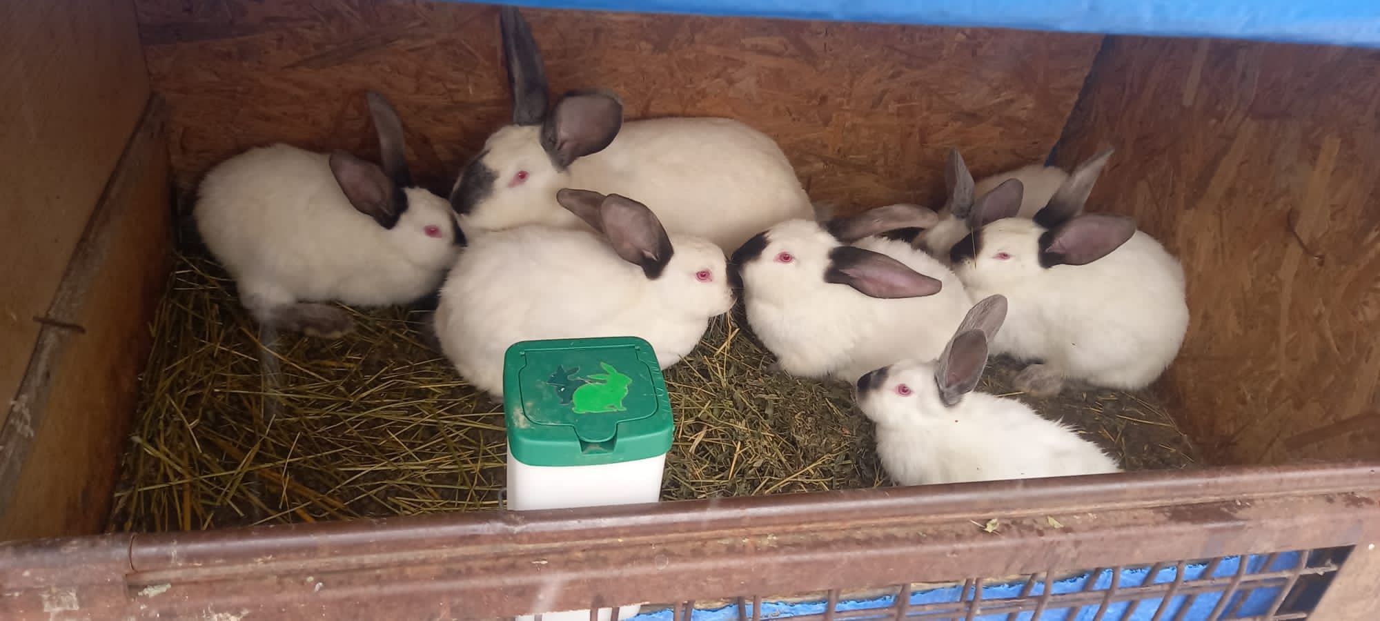 Vând iepuri uriaș de Transilvania din părinți cu certificat de origine