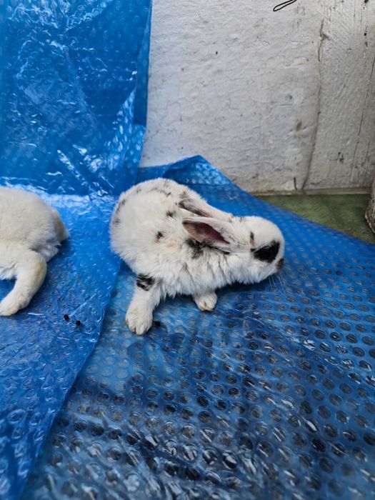 Iepuri californian, rex tricolor, panon, bibilici, rațe, oua