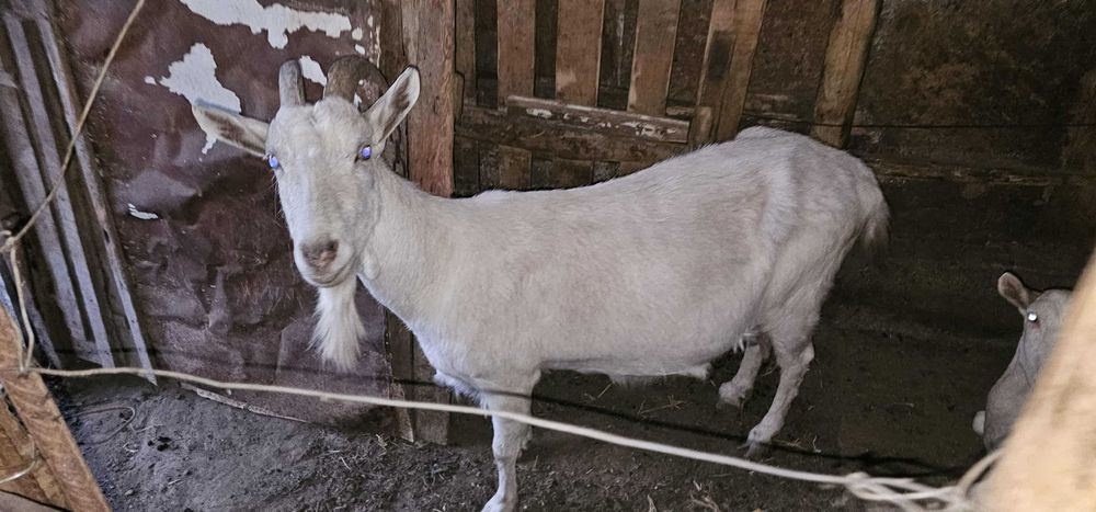 Продавам три кози