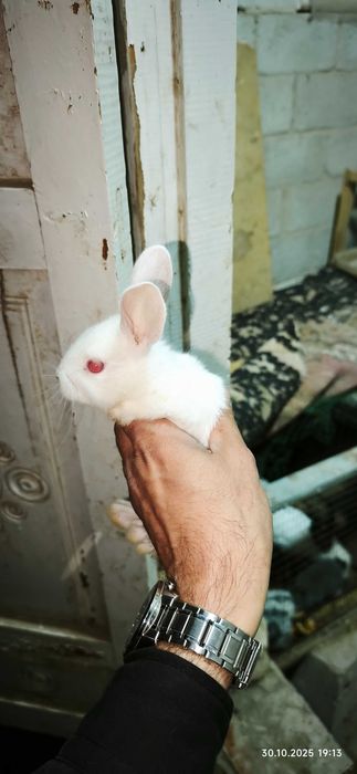 Продаются крольчата породы "Кролик-бабочка"