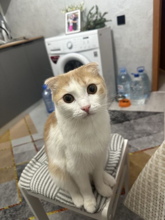 Отдам в хорошие руки