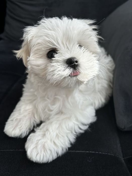 Bichon maltez mini toy