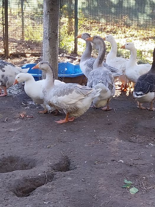 Gascan românesc/holmogor