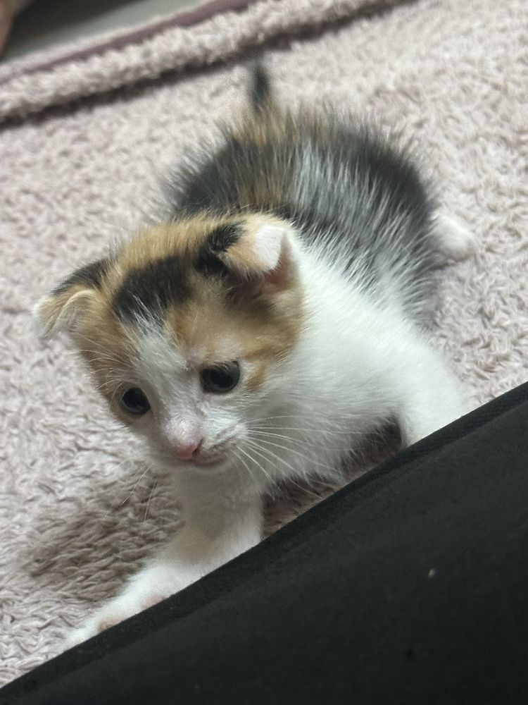Котята котята котята