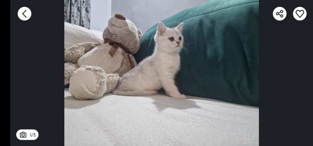 British shorthair chinchila
