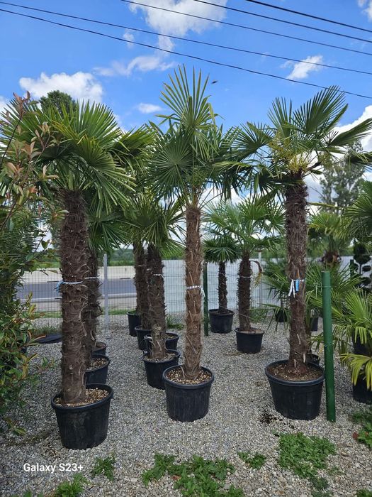 Palmieri trachycarpus Fortunei palmieri morisca