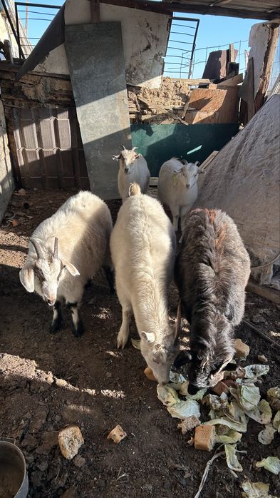 Продам срочно Коз