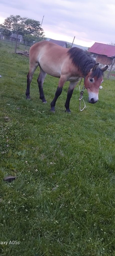 Vând mânzat de 9 luni