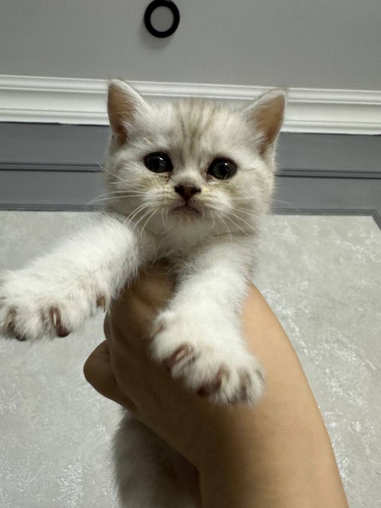 продаютя котята скотиш фолд и страйт