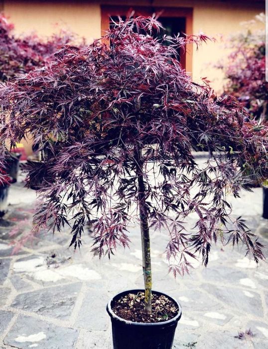 plante decorative, Brazi argintii, arțar japonez rosu verde