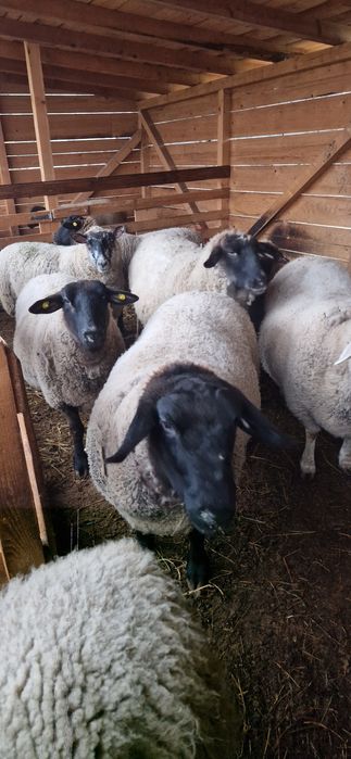 Sufolk mielute si gestante