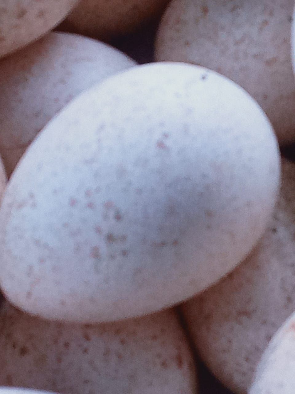 Яйцо индюшки инкубационное