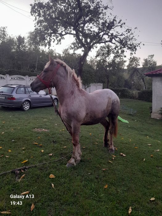 De vânzare mânz harmasar de un 1 și 5 luni