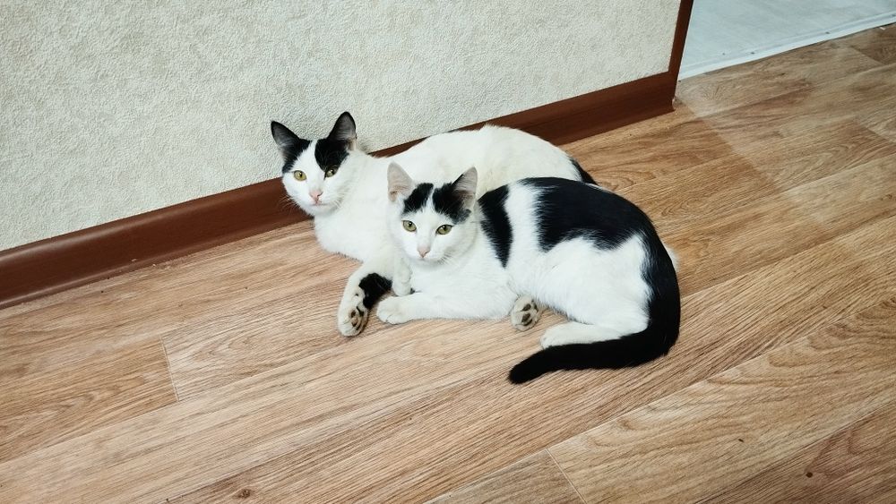 Отдам котенка в хорошие руки