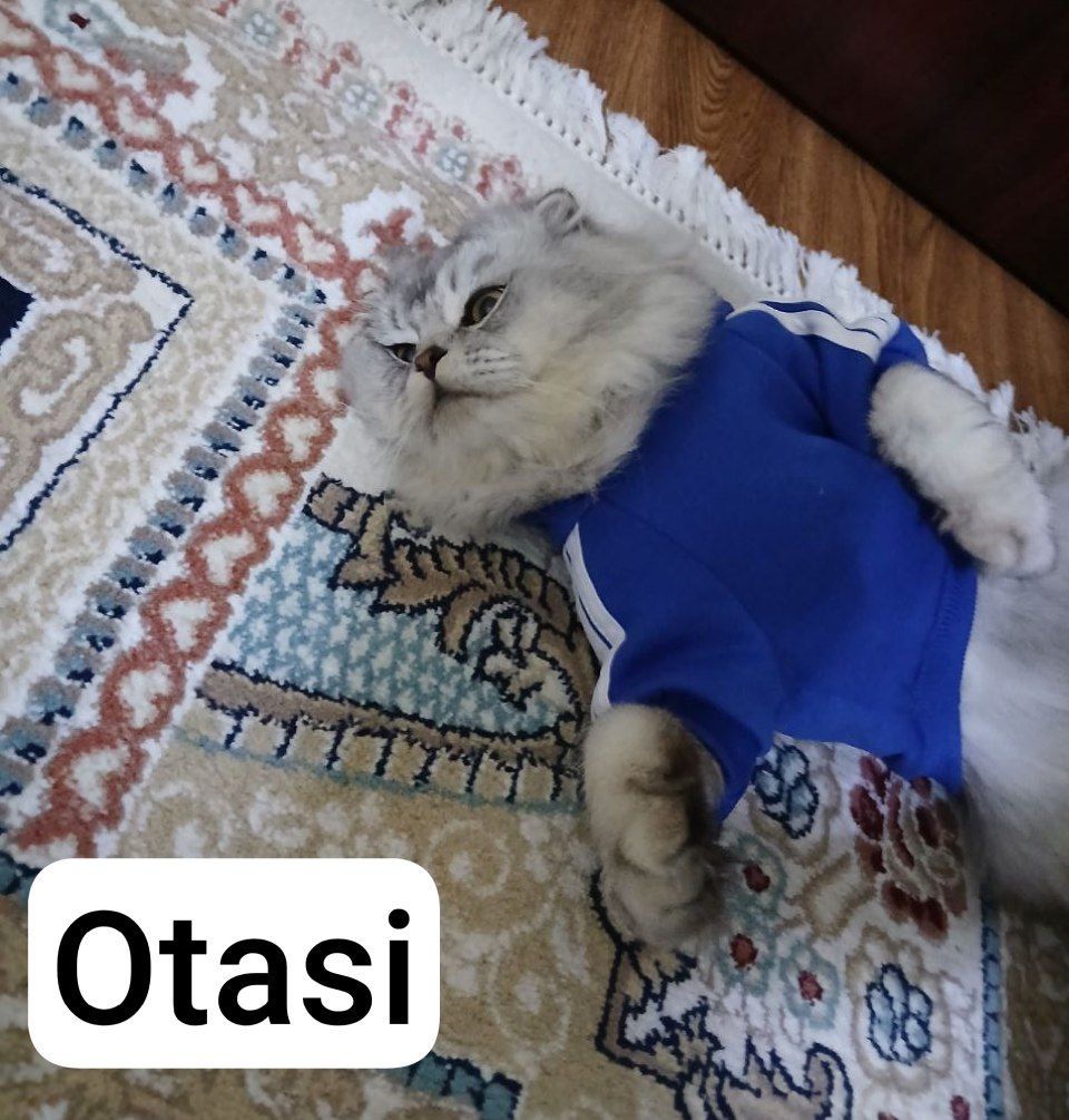 Scotish fold va straight mushukchalar arzon narxda. Toza zot