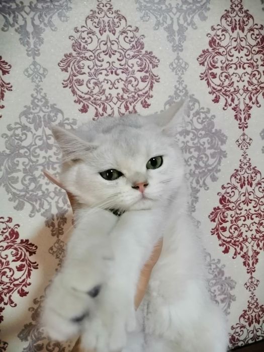 Серебристый шиншилла