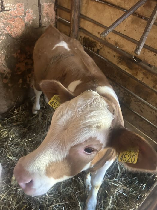 De vânzare vițea de 2 luni