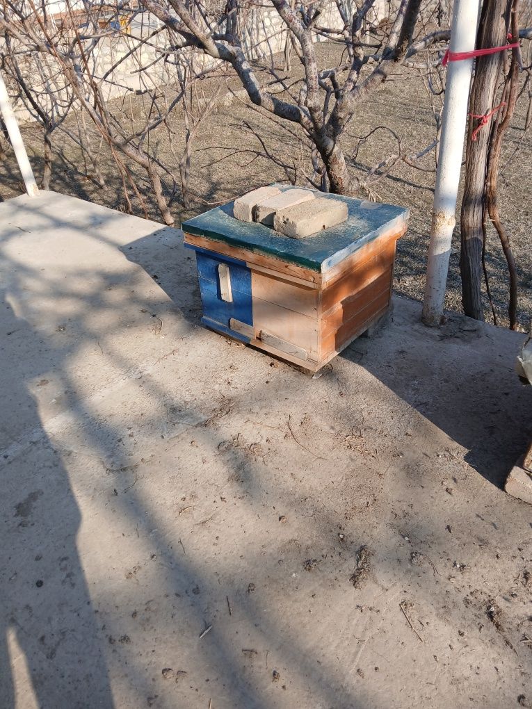 Asalari oilasi sotiladi