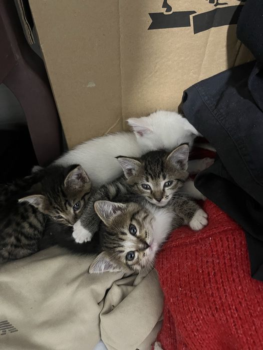 отдаш котят бесплатно